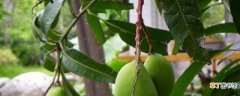 【养殖】芒果的养殖方法及注意事项大全