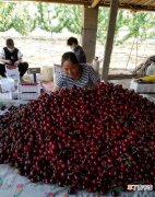 临朐县辛寨街道王家楼村大樱桃产业促进集体增收
