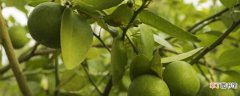 【树】柠檬树生虫子用肥皂水效果不佳 柠檬树生虫子的防治方法