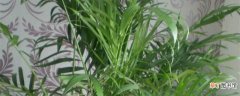 【养殖】夏威夷竹子的养殖方法和注意事项