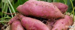 【施肥】红薯的施肥方法，用什么肥料合适
