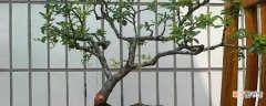 【种植】老鸹眼子树俗称什么树，该怎么种植？