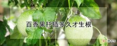 【香】百香果扦插多长时间生根