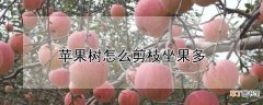 【苹果树】苹果树坐果多的修剪方法