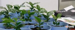 【种植】咖啡树种植条件？这些适宜种植地区有你的家乡吗