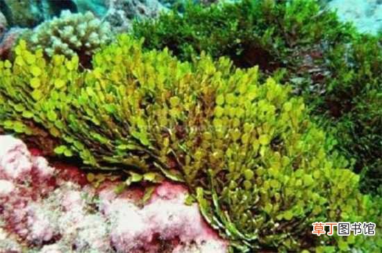 【方法】海藻会发芽的栽种方法
