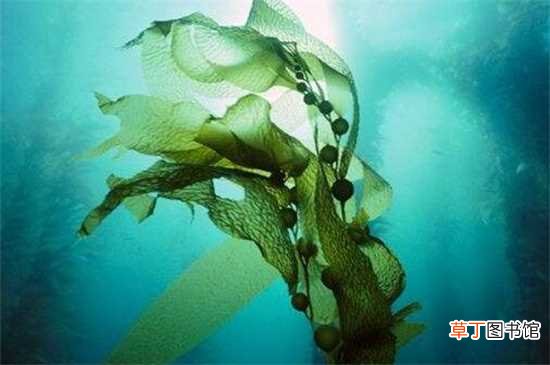 【方法】海藻会发芽的栽种方法