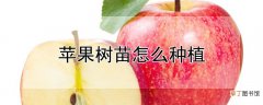 【苹果树】苹果树苗种植方法