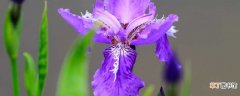 【注意事项】紫蝴蝶的养殖方法和注意事项：土壤 温度