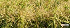 【季节】水稻收获的季节 水稻的养护方法