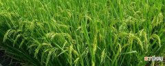 【水稻】我国人民最早栽培的两种农作物：水稻 粟