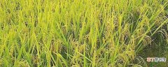 【育苗】水稻育苗技术：选土施肥 选择种子