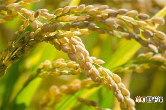 【种子】巨型水稻种子目前还没出售