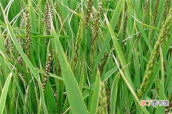 【常见】水稻主要常见的虫害