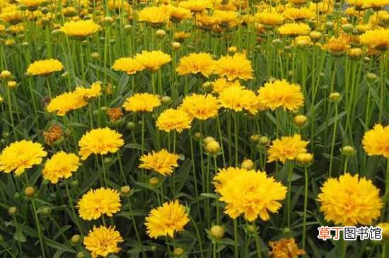 【种植方法】大花金鸡菊怎么种：大花金鸡菊的种植方法 大花金鸡菊的管理方法