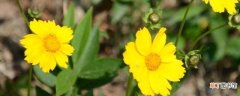 【种植方法】大花金鸡菊怎么种：大花金鸡菊的种植方法 大花金鸡菊的管理方