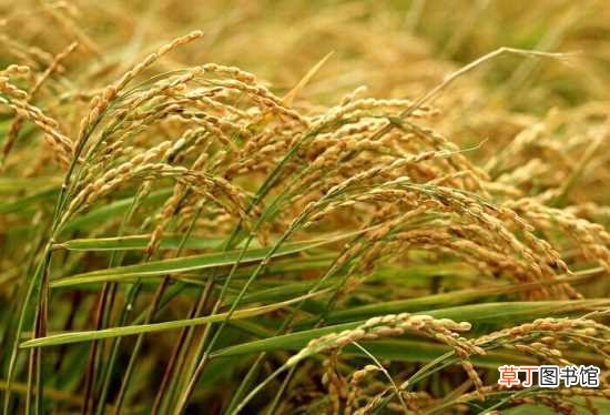 【种植】水稻种植时间 水稻知识扩展