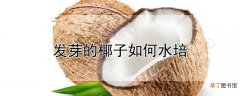【水培】发芽椰子水培方法
