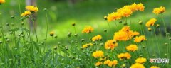 【播种】大花金鸡菊在春秋两季播种 大花金鸡菊的播种方法