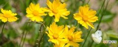 【养护方法】大花金鸡菊的花期 大花金鸡菊的养护方法