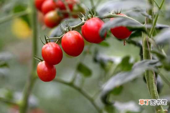 【种植方法】西红柿种植方法和时间，西红柿的剪枝技巧：种植的时间和方法 剪枝技巧