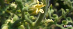 【种植方法】西红柿种植方法和时间，西红柿的剪枝技巧：种植的时间和方法
