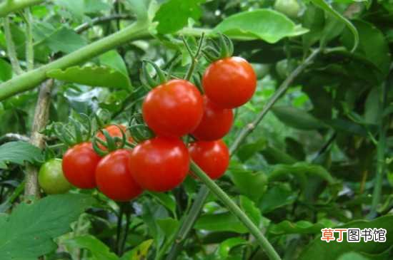 【打顶】西红柿长到50～60厘米左右打顶
