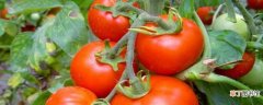 【有毒】生西红柿有毒吗：生西红柿没有毒 西红柿的养护
