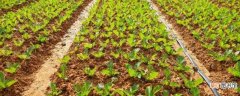 【施肥】蔬菜施肥时间和方法：肥料选择 施肥时间