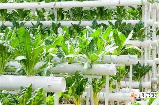 【种植】无土蔬菜种植技术：水分栽培 浮板栽培