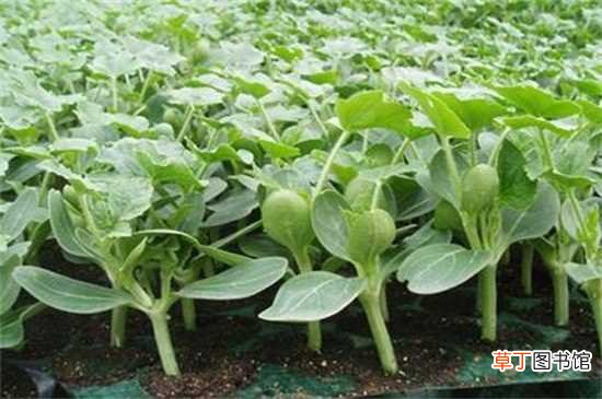 【种植】有机蔬菜种植技术：选择种地 种子播种