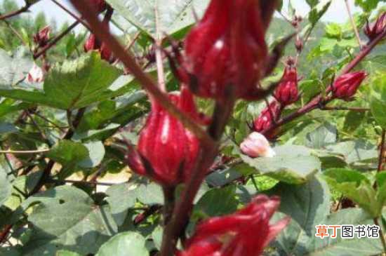 【种植方法】红桃k种植时间和地域 红桃K的种植方法