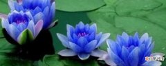 【象征】蓝莲花象征着要永恒的爱情