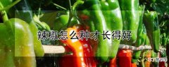 【种植】辣椒长得好的种植方法