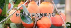 【树】柿子树树苗怎么种植