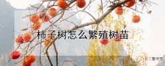 【树】柿子树繁殖树苗方法