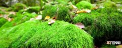【植物】苔藓植物长不高的原因 苔藓植物的养护方法