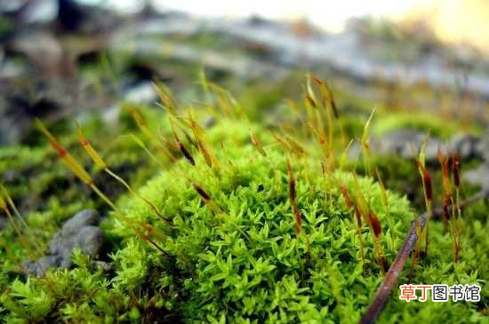 【植物】苔藓植物无法长高的根本原因 苔藓植物介绍