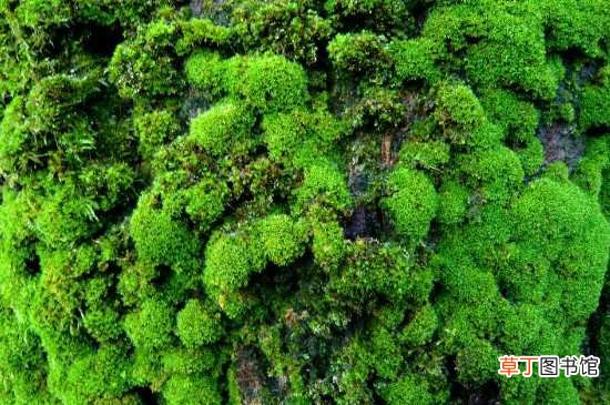 【植物】苔藓植物无法长高的根本原因 苔藓植物介绍