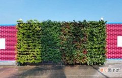 【适合】哪些植物适合做围墙绿化