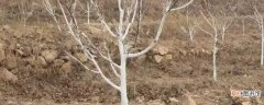 【移栽】冬天移栽果树能成活 冬天移栽果树的方法