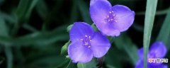 【盆栽】紫露草盆栽种养的方法