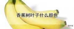 【香蕉树】香蕉树叶子的颜色