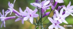 【花期】紫娇花的花期在5～7月之间
