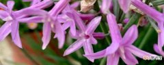 【寓意】紫娇花的寓意：紫娇花的寓意 养护方法