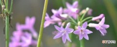 【养殖方法】紫娇花的养殖方法和注意事项：土壤 温度