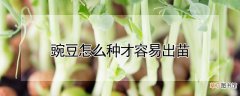 【种植】豌豆如何种植容易出苗