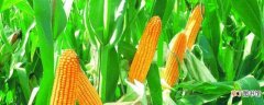 【播种】玉米靠什么传播种子：靠风传播 靠人传播