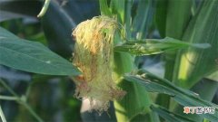 【成熟】玉米啥时候成熟：玉米夏秋两季成熟 玉米的好处