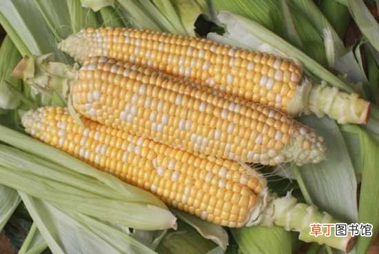 【食用】玉米的做法 食用注意事项